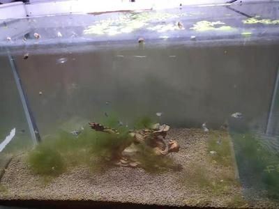 安彩魚缸怎么樣清洗水垢視頻：如何清洗魚缸水垢 魚缸百科 第1張