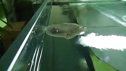 魟魚換水后脫膜：魟魚換水后脫膜可能是由于以下幾個原因以下幾個原因 魟魚百科 第2張