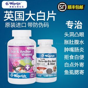 魟魚不吃食用大白片？：如何處理不吃食的魟魚 魟魚百科 第3張