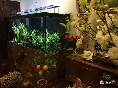 飼養(yǎng)魟魚沉木：飼養(yǎng)魟魚沉木的注意事項(xiàng) 魟魚百科 第1張