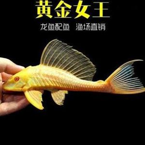 金龍魚和清道夫哪個好釣：金龍魚和清道夫哪個好釣呢？ 龍魚百科 第2張