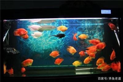 1米2的魚缸能養(yǎng)錦鯉魚25公分多少條：1米2的魚缸可以養(yǎng)6到15條錦鯉魚25公分多少條 魚缸百科 第2張