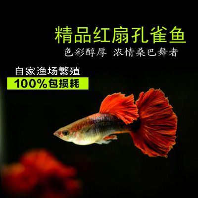 缸魚(yú)或魟魚(yú)味道：缸魚(yú)和魟魚(yú)味道各有特點(diǎn) 魟魚(yú)百科 第1張