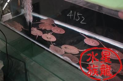 缸魚(yú)或魟魚(yú)味道：缸魚(yú)和魟魚(yú)味道各有特點(diǎn) 魟魚(yú)百科 第3張