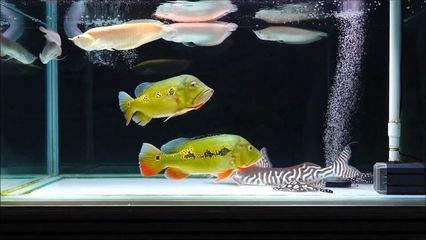 魟魚(yú)用什么底色的缸底：飼養(yǎng)魟魚(yú)的缸底顏色可以選擇白色、藍(lán)色、藍(lán)色或者黑色 魟魚(yú)百科 第2張