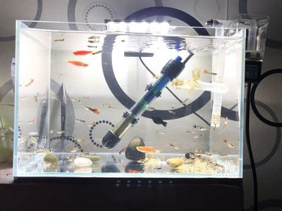 大魚缸工具魚有哪些：水族箱生態(tài)平衡、魚缸生態(tài)平衡、魚缸生態(tài)平衡的秘密 魚缸百科 第4張