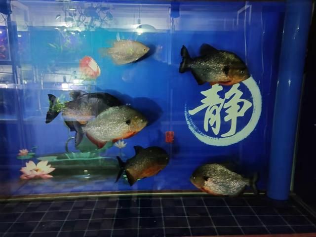 虎魚大小混養(yǎng)：在水族箱中進(jìn)行虎魚的大小混養(yǎng)需要注意一些原則和技巧 虎魚百科 第3張