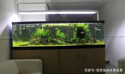 大魚缸怎么養(yǎng)水草：大魚缸養(yǎng)水草的一些關(guān)鍵步驟和注意事項(xiàng) 魚缸百科 第2張