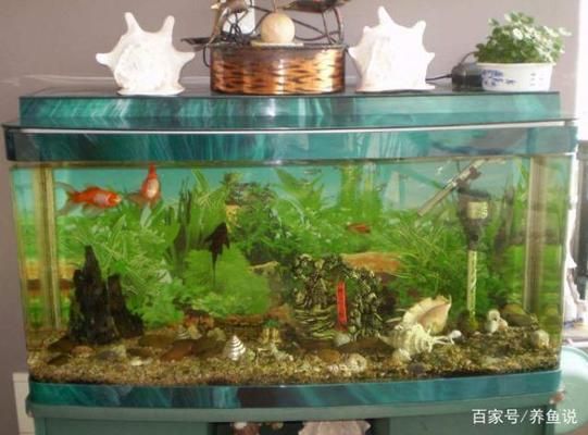 不透明的魚缸：不透明的魚缸可能會(huì)導(dǎo)致以下問題，請務(wù)必注意上述事項(xiàng) 魚缸百科 第3張