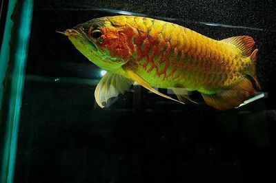 龍魚(yú)生命年限多久一次：龍魚(yú)的壽命一般多久一次？ 龍魚(yú)百科 第1張