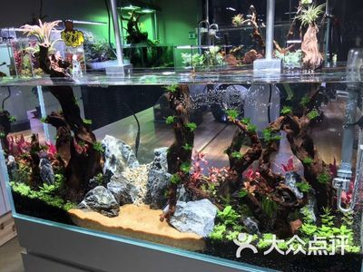 大型魚缸造景簡單嗎：大型魚缸造景方法 魚缸百科 第3張