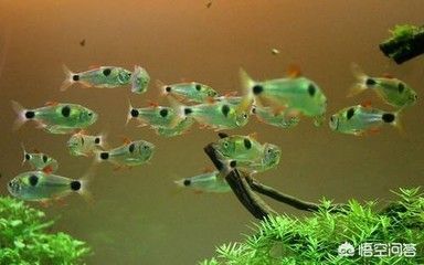 十厘米的虎魚能吃小魚嗎：10公分的虎魚可以喂食小魚、泥鰍、蝦等餌料,但是要注意 虎魚百科 第1張