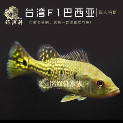 虎魚(yú)搭配：虎魚(yú)混養(yǎng)伴侶 虎魚(yú)百科 第2張