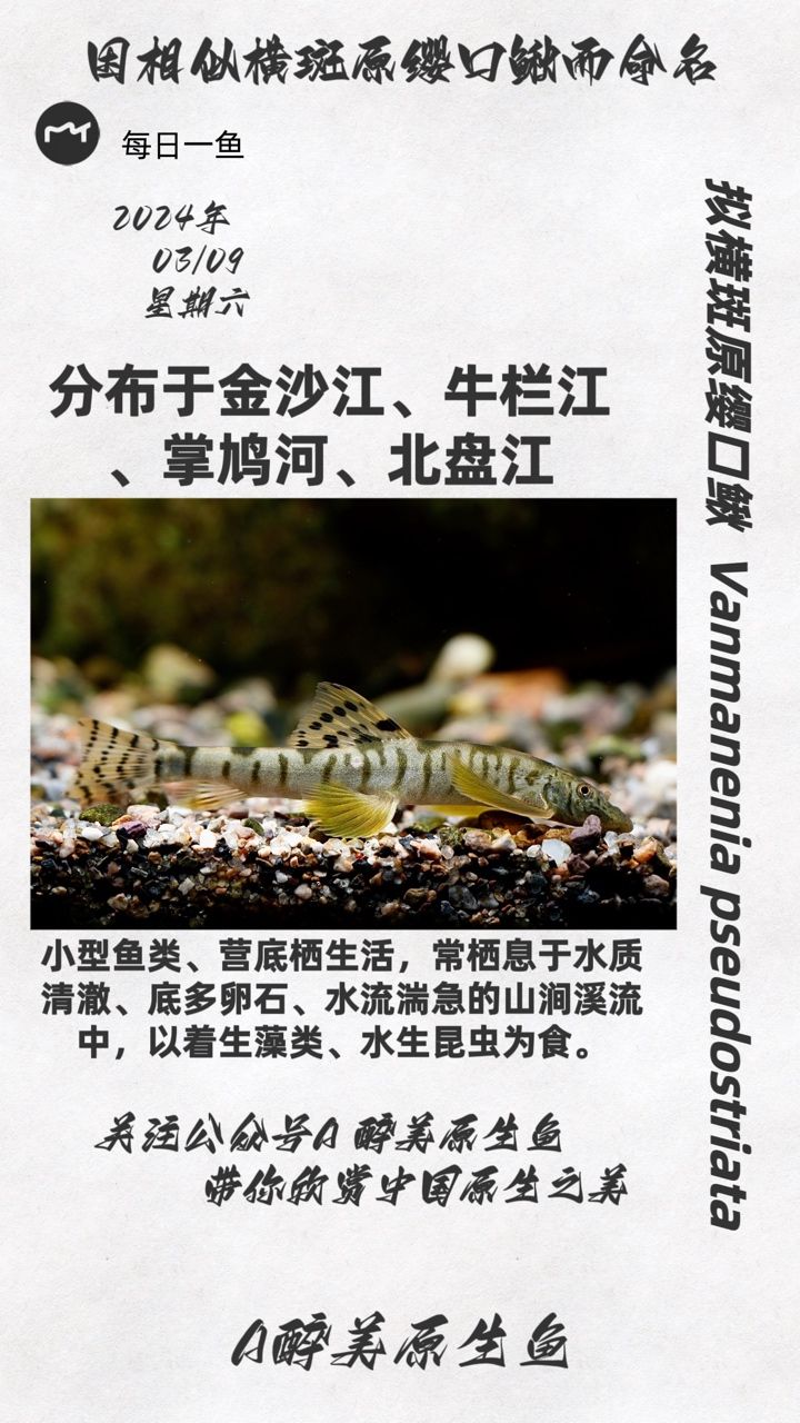 擬橫斑原纓口鰍：分布在金沙江等北盤江等等 觀賞魚論壇