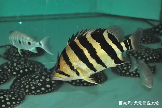 印尼虎魚飼養(yǎng)技巧和方法圖解：印尼虎魚飼養(yǎng)技巧和方法圖解印尼虎魚飼養(yǎng)技巧 虎魚百科 第3張