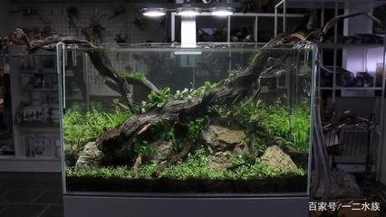 大氣的魚缸造景：魚缸造景的發(fā)展歷程 魚缸百科 第3張