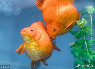 龍魚養(yǎng)不胖：龍魚養(yǎng)不胖怎么辦 龍魚百科