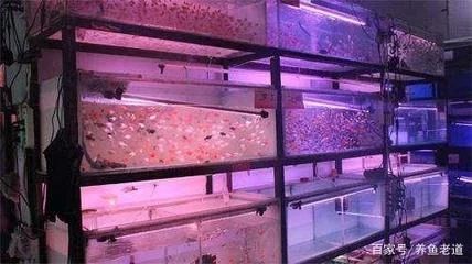 龍魚店裝修：龍魚店裝修如何選擇合適的材料 龍魚百科 第1張