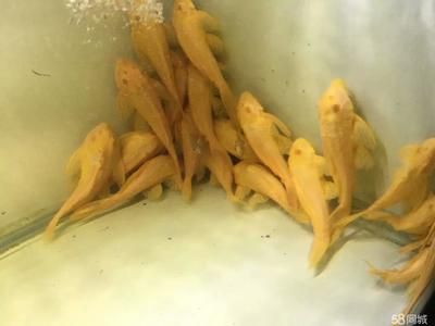 龍虎魟魚：龍虎魟魚是三種不同的觀賞魚的統(tǒng)稱