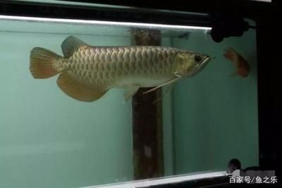 龍魚長期喂活魚會死嗎：龍魚可以喂食活魚嗎 龍魚百科 第2張