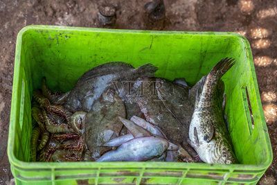 魟魚吃飼料魚嗎：魟魚是吃飼料魚的，魟魚吃飼料魚嗎 魟魚百科 第3張