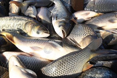 魟魚吃飼料魚嗎：魟魚是吃飼料魚的，魟魚吃飼料魚嗎 魟魚百科 第1張