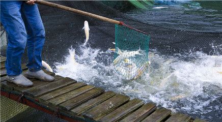 龍魚(yú)養(yǎng)殖基地要求多少條魚(yú)一天喂食：龍魚(yú)養(yǎng)殖基地要求多少條魚(yú)一天喂食多少條魚(yú)一天喂食 龍魚(yú)百科 第2張