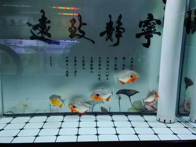 側(cè)濾魚(yú)缸怎么干濕分離 魚(yú)缸百科 第3張