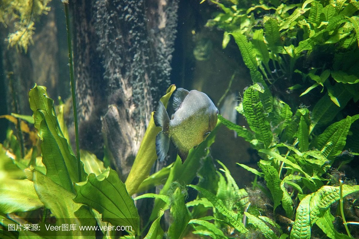 虎魚 野生：野生虎魚是一種廣泛分布且具有經(jīng)濟(jì)價(jià)值的魚類 虎魚百科 第1張