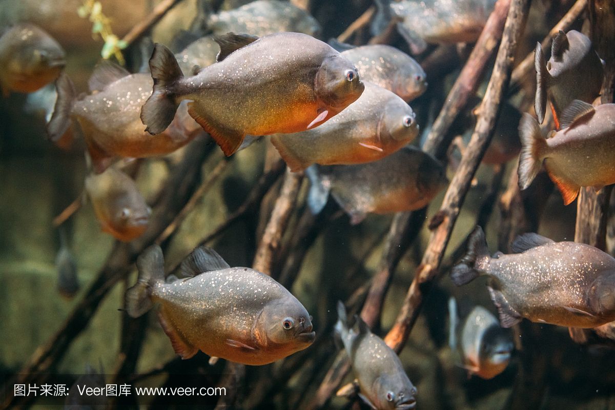 虎魚 野生：野生虎魚是一種廣泛分布且具有經(jīng)濟(jì)價(jià)值的魚類 虎魚百科 第2張