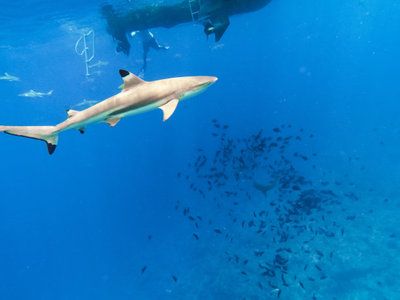 魟魚倒立正常么：魚倒立正常么， 魟魚百科 第2張