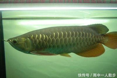 最便宜金龍魚是什么魚：最便宜的金龍魚是什么魚 龍魚百科 第1張