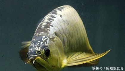 最便宜金龍魚是什么魚：最便宜的金龍魚是什么魚 龍魚百科 第2張