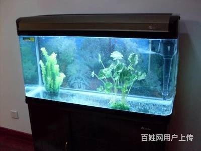 大型魚缸怎么清洗底部：如何清洗大型魚缸底部？