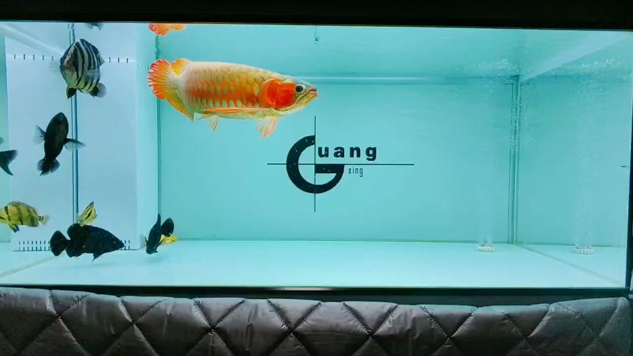 記錄：記錄被養(yǎng)魚耽誤的建筑師評(píng)論：6 觀賞魚論壇