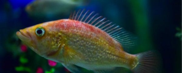 5厘米的小虎魚(yú)吃什么：5厘米的小虎魚(yú)可以喂食豐年蝦、冷凍蝦肉、餌料飼料等多種類型的飼料 虎魚(yú)百科 第3張