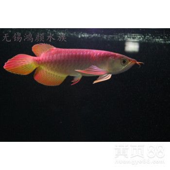 銀龍配虎魚：銀龍魚與虎魚混養(yǎng)可行嗎 虎魚百科 第1張