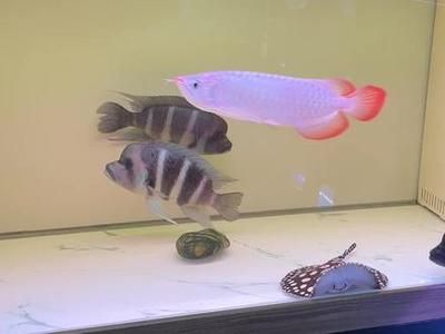 成年魟魚(yú)一天喂幾次：成年魟魚(yú)的喂食頻率 魟魚(yú)百科 第3張