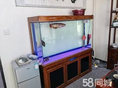 養(yǎng)虎魚用多大魚缸：80厘米長的魚缸，一般建議至少養(yǎng)3條虎魚，養(yǎng)虎魚用多大魚缸 虎魚百科 第3張