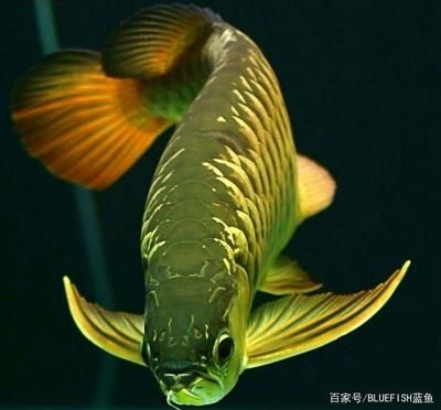 龍魚組合字：龍魚混養(yǎng)的注意事項 龍魚百科 第2張