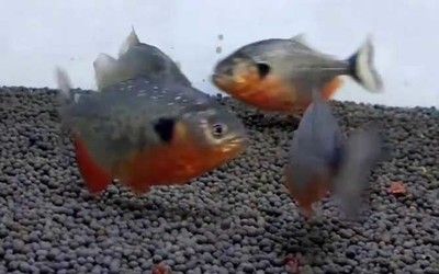 虎魚要天天喂嗎：虎魚的喂食頻率并不固定不變，而是取決于虎魚的大小和種類 虎魚百科 第1張