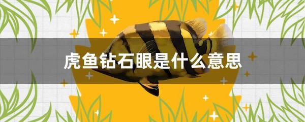 虎魚要天天喂嗎：虎魚的喂食頻率并不固定不變，而是取決于虎魚的大小和種類 虎魚百科 第2張