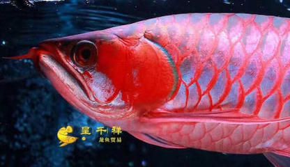 白子皇冠魟魚多大發(fā)色好看：白子皇冠魟魚多大發(fā)色好看白子皇冠魟魚多大發(fā)色好看 魟魚百科 第3張