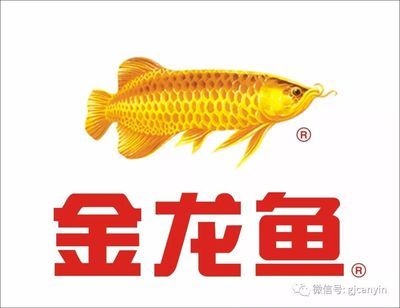 金龍魚可以賣嗎知乎