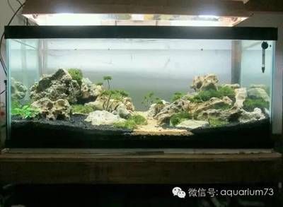 多大的魚缸合適 魚缸百科 第1張