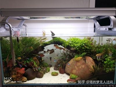 多大的魚缸合適 魚缸百科 第4張