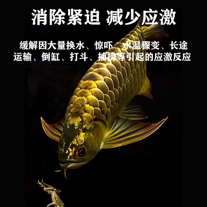 海洋本草～招代理：海洋本草，增強食欲 觀賞魚論壇 第4張