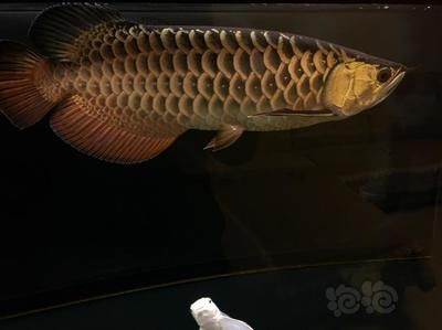 龍魚(yú)要睡覺(jué)嗎一直游：龍魚(yú)是否需要睡覺(jué)？