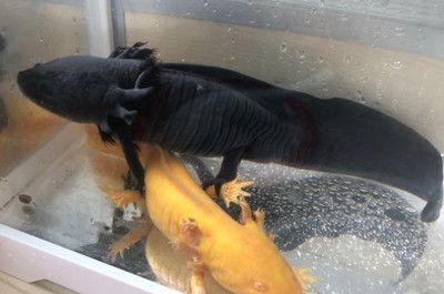 龍魚(yú)喂活食怎么消毒最好的方法：龍魚(yú)喂活食怎么消毒 龍魚(yú)百科 第3張