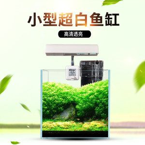 斗魚缸適合放什么裝飾好看：如何打造個性化斗魚缸 魚缸百科 第4張